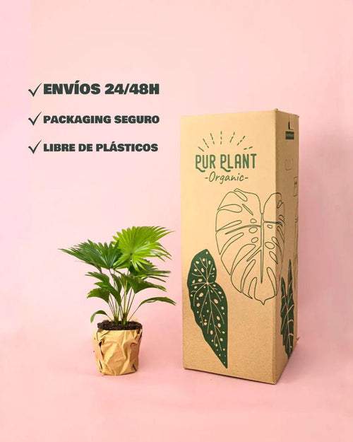 Livistona Rotundifolia – Palmera Abanico L - Pur Plant