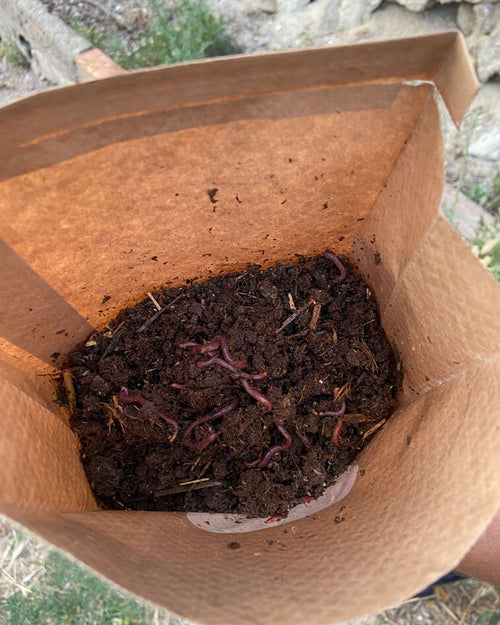 Lombrices Rojas Californianas para Compost - Pur Plant
