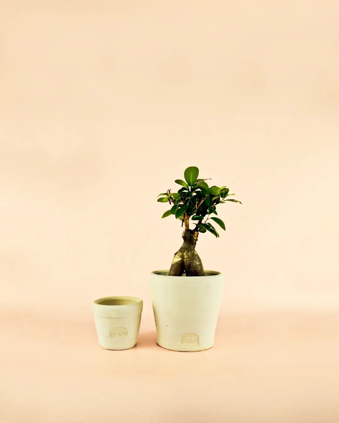 Maceta Artesanal Blanca – 15 cm - Pur Plant