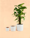Maceta Blanca L – 19 cm - Pur Plant