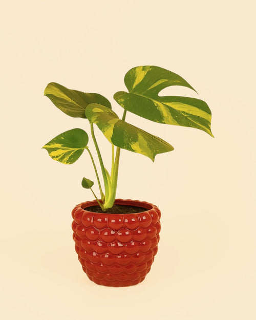 maceta bubble planta