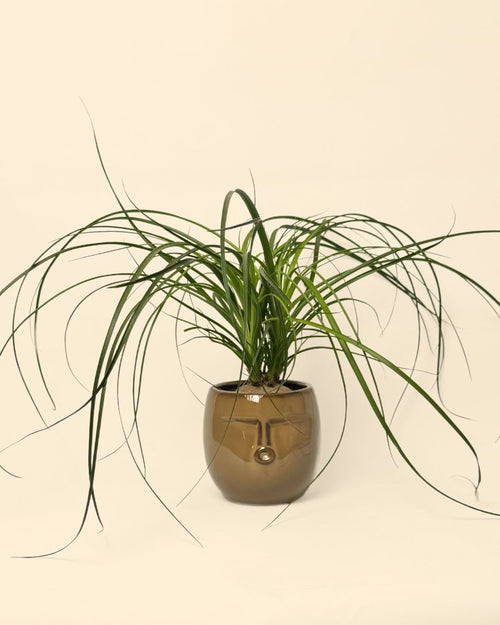 maceta-cara-marron-planta