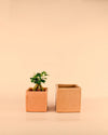 Maceta Cuadrada Terracota – 12cm - Pur Plant