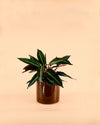 Maceta Marrón L – 19 cm - Pur Plant