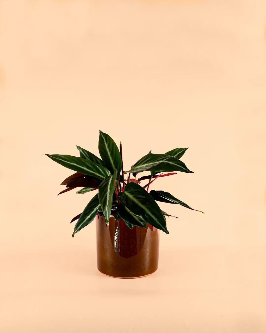 Maceta Marrón L – 19 cm - Pur Plant