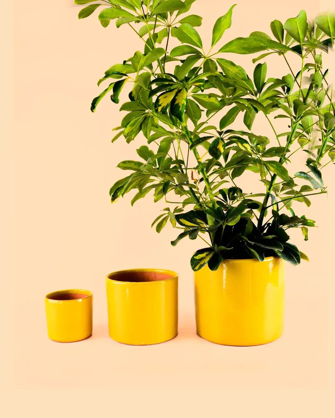 Maceta Mostaza L – 19 cm - Pur Plant
