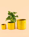 Maceta Mostaza M – 15 cm - Pur Plant