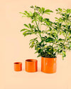 Maceta Naranja L – 19 cm - Pur Plant