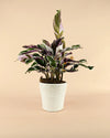 Maceta Natural – 14 cm - Pur Plant