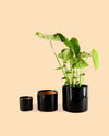 Maceta Negra L – 19 cm - Pur Plant