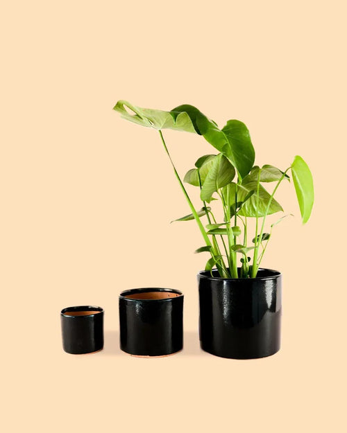 Maceta Negra L – 19 cm - Pur Plant