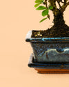 Maceta para bonsái – Azul - Pur Plant