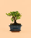 Maceta para bonsái – Azul - Pur Plant