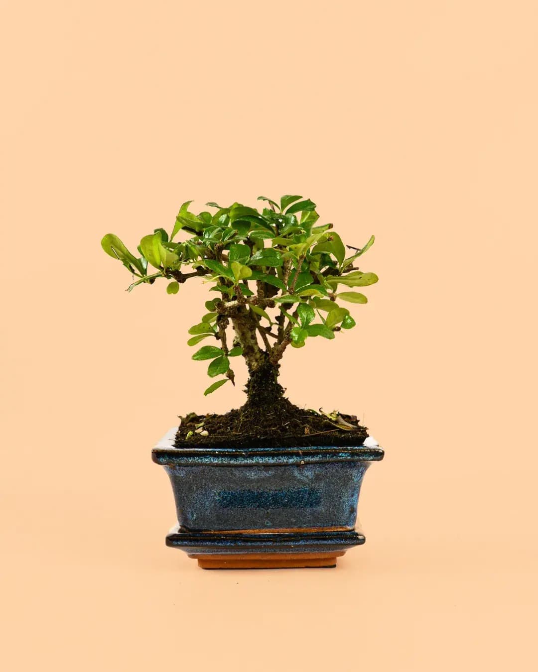 Maceta para Bonsi Azul - Maceta Terracota  Pur Plant