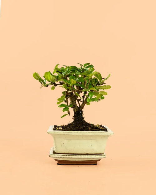 Maceta para Bonsái – Blanca - Pur Plant