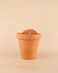 Maceta Pared Terracota L – 18 cm