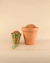Maceta Pared Terracota M – 14 cm - Pur Plant