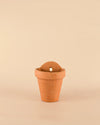 Maceta Pared Terracota M – 14 cm - Pur Plant