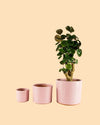 Maceta Rosa L – 19 cm - Pur Plant