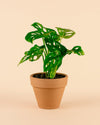 Maceta terracota Clasic M – 15 cm - Pur Plant