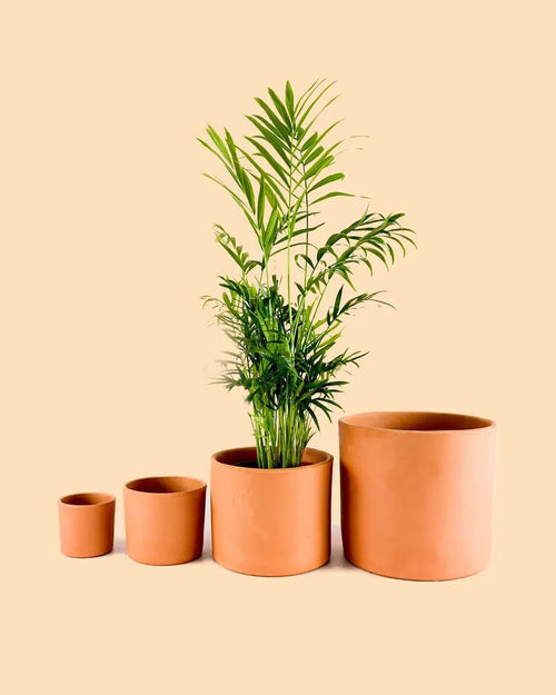 Maceta Terracota M – 15 cm - Pur Plant