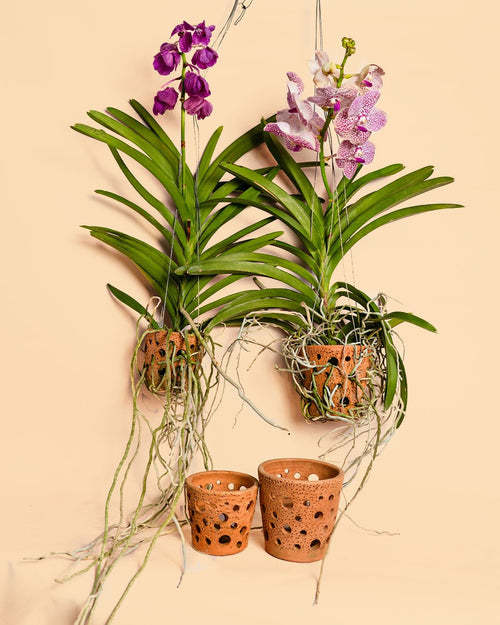 Maceta Terracota para Orquídeas – 12 cm - Pur Plant
