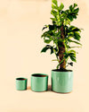 Maceta Turquesa L – 19 cm - Pur Plant