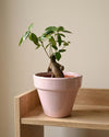 Maceta Clasic Rosa – 15 cm