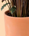 Maceta Terracota L – 17 cm