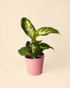 macetas-biodegradable-rosa-planta