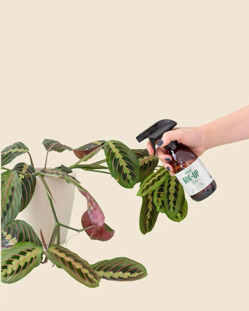 Make Up 250ml – Limpia las hojas y las protege de plagas - Pur Plant
