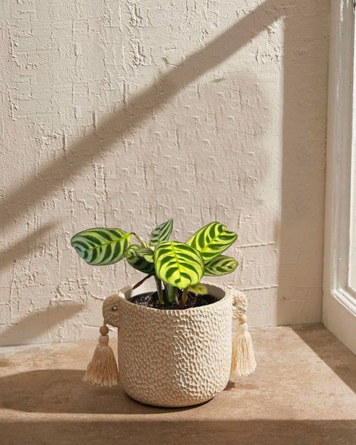 Maranta Amabilis Mini - Pur Plant