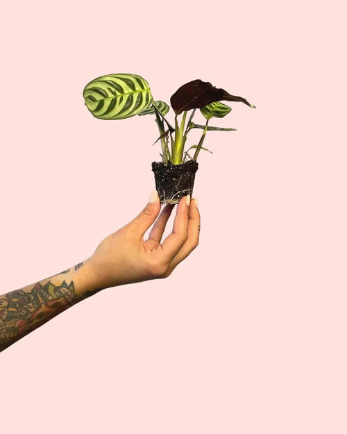 Maranta Amabilis Mini - Pur Plant