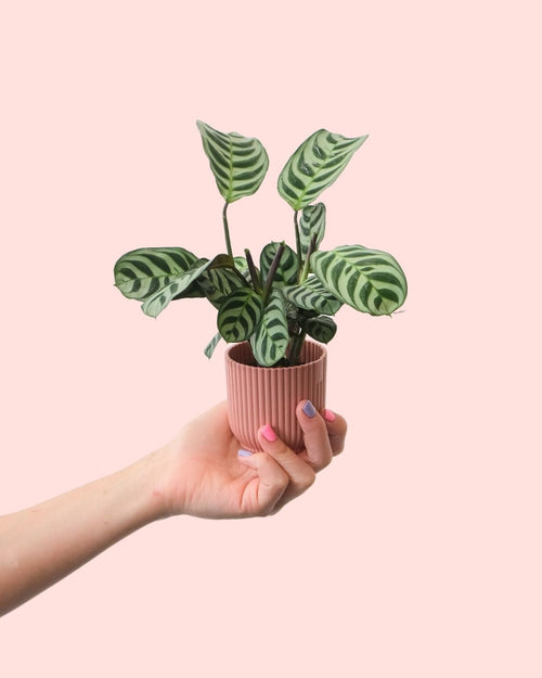 Maranta Amabilis Mini - Pur Plant