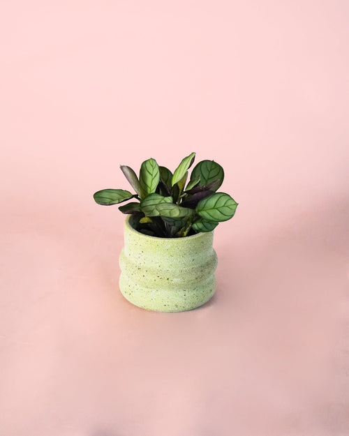 Maranta Amabilis Mint Mini - Pur Plant