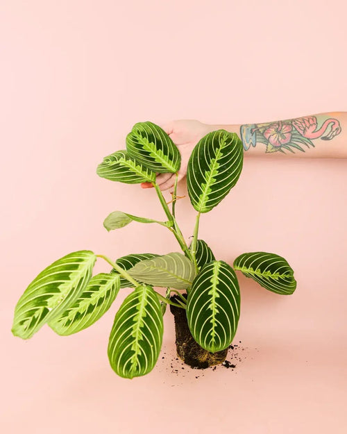 Maranta Lemon Lime M - Pur Plant