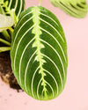 Maranta Lemon Lime M - Pur Plant