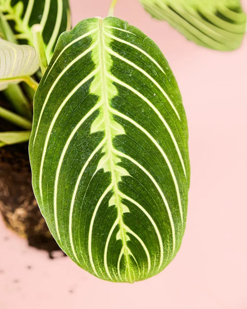 Maranta Lemon Lime M - Pur Plant