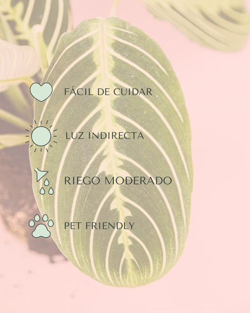 Maranta Lemon Lime M - Pur Plant