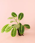 Maranta Lemon Lime M