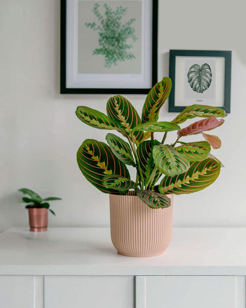 maranta-leuconeura-en-maceta-salon_2