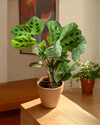 Maranta Leuconeura Kerchoveana M - Pur Plant
