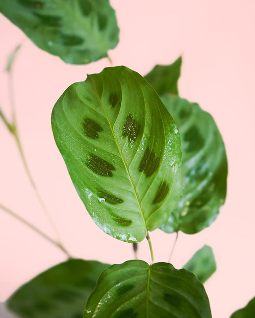 Maranta Leuconeura Kerchoveana M - Pur Plant