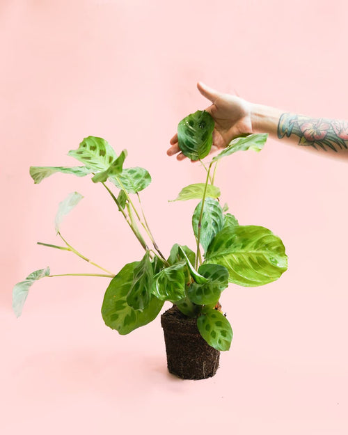 Maranta Leuconeura Kerchoveana M - Pur Plant