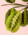 Maranta Leuconeura M - Pur Plant