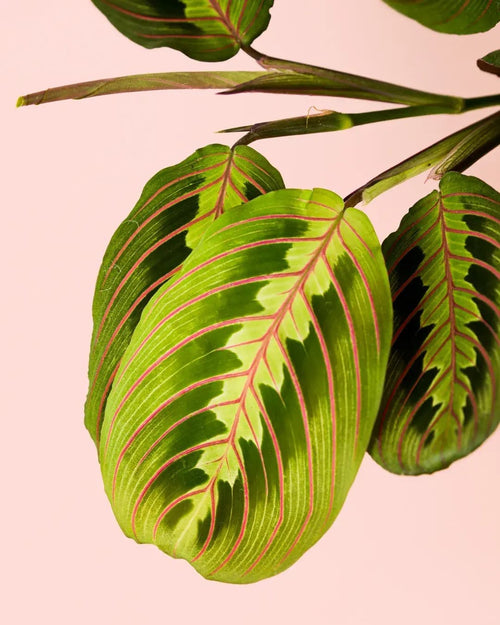 Maranta Leuconeura M - Pur Plant