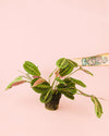 Maranta Leuconeura M - Pur Plant