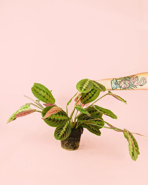 Maranta Leuconeura M - Pur Plant