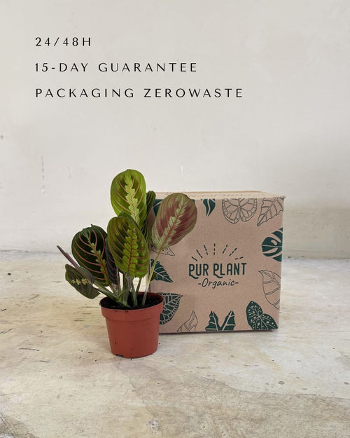 maranta-leuconeura-m-packaging