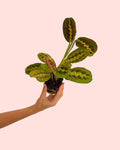 Maranta Leuconeura Mini